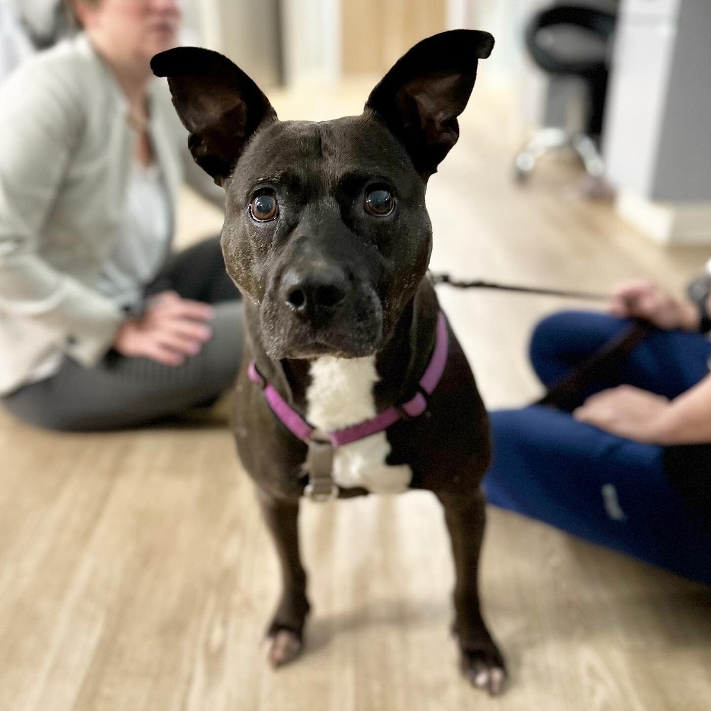 S O P H I E 

Queen of the squeaky toys 👑
Owner of the cutest ears 💜

#hanovervets #rva #rvapets #rvadogs #acvs #vetmed #vetlife #unicornclinic #dogsofinstagram #vetsurginfo #surgery #veterinary #pitbullsofinstagram #pitbullsofficial #pitbulllove #