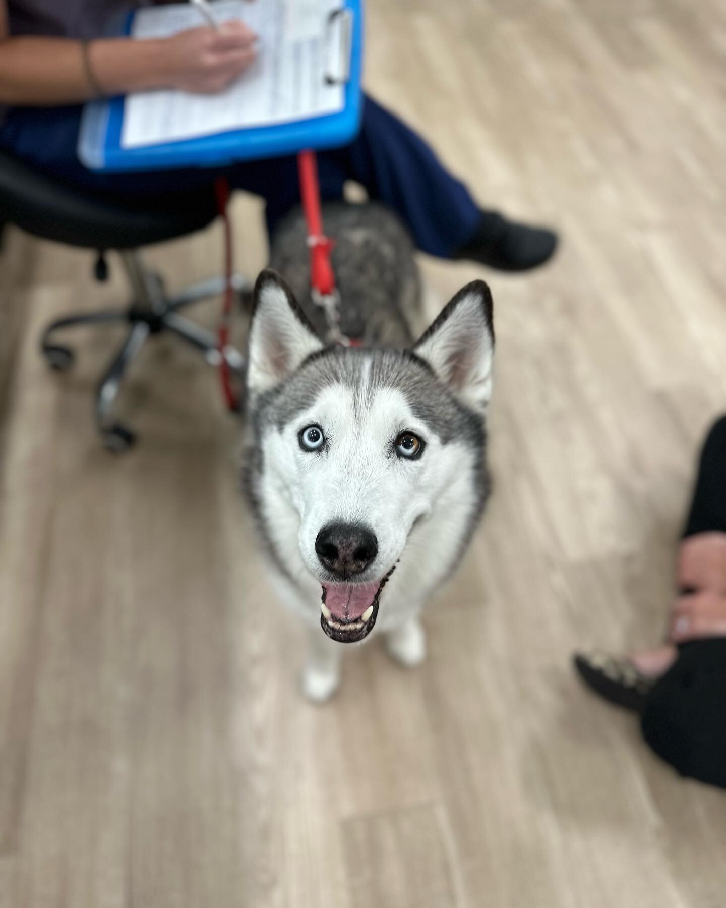 Koda was a delight for her surgery consultation 🤍🐾

#hanovervets #rva #rvapets #rvadogs #acvs #vetmed #vetlife #unicornclinic #dogsofinstagram #vetsurginfo #surgery #veterinary #huskiesofinstagram #husky #huskylove