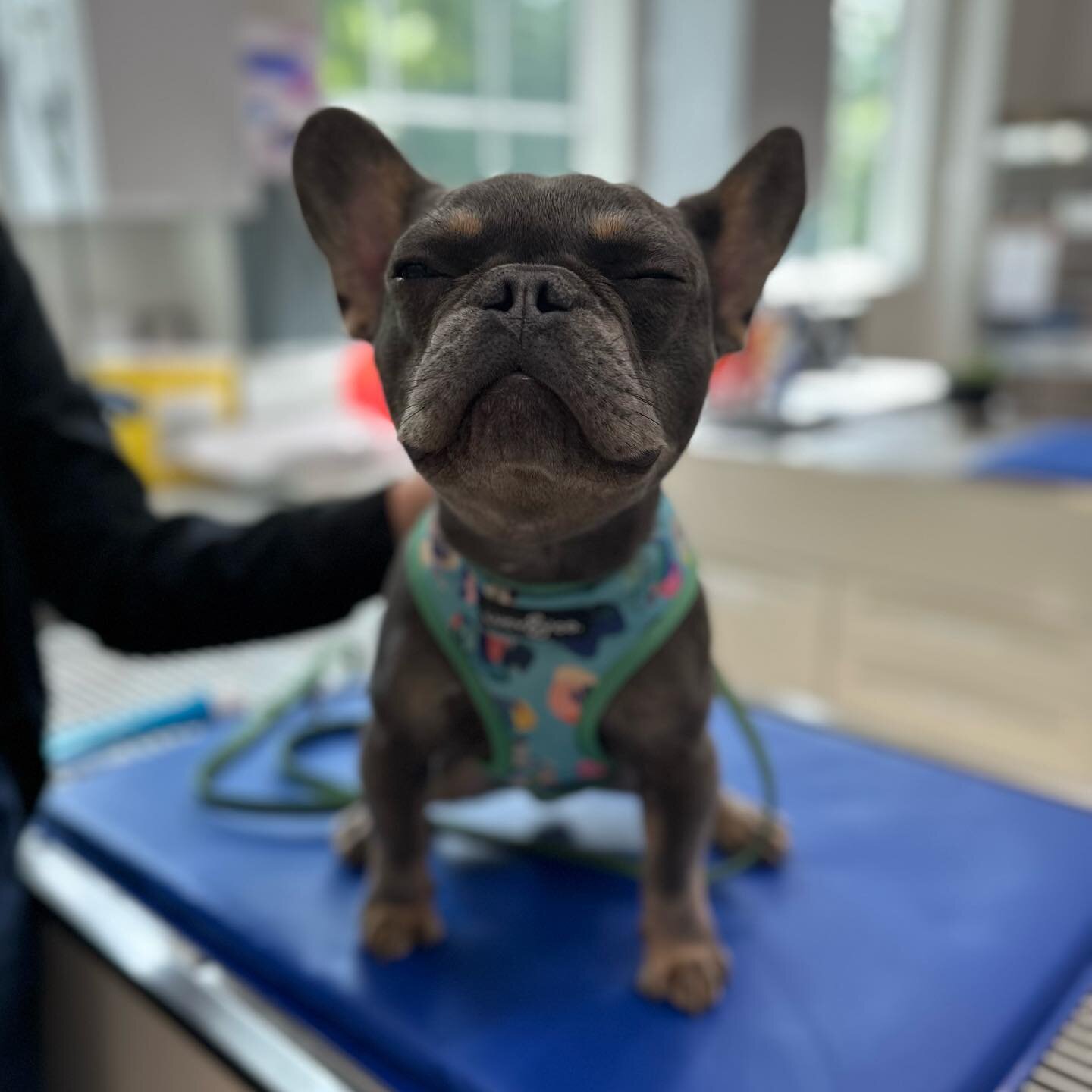 Beau experienced pure bliss during his work up with Karleigh 🥰 

#internalmedicine #hanovervets #imed #acvim #rvapets #rvadogs #vetmed #vetlife #unicornclinic #dogsofinstagram #frenchie #frenchbulldog #frenchiesofinstagram