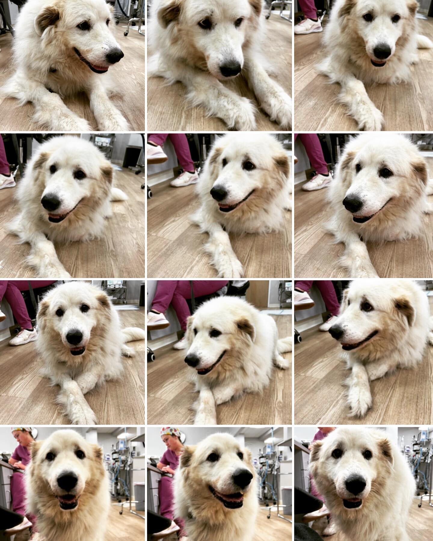 When your dog is loved so much by your vet, they can&rsquo;t pick which picture is the cutest&hellip;.so they post them all!!! Esme 💕💕💕 @hanovervets #greatpyrenees #rvapups #tplosurgery #lovewins