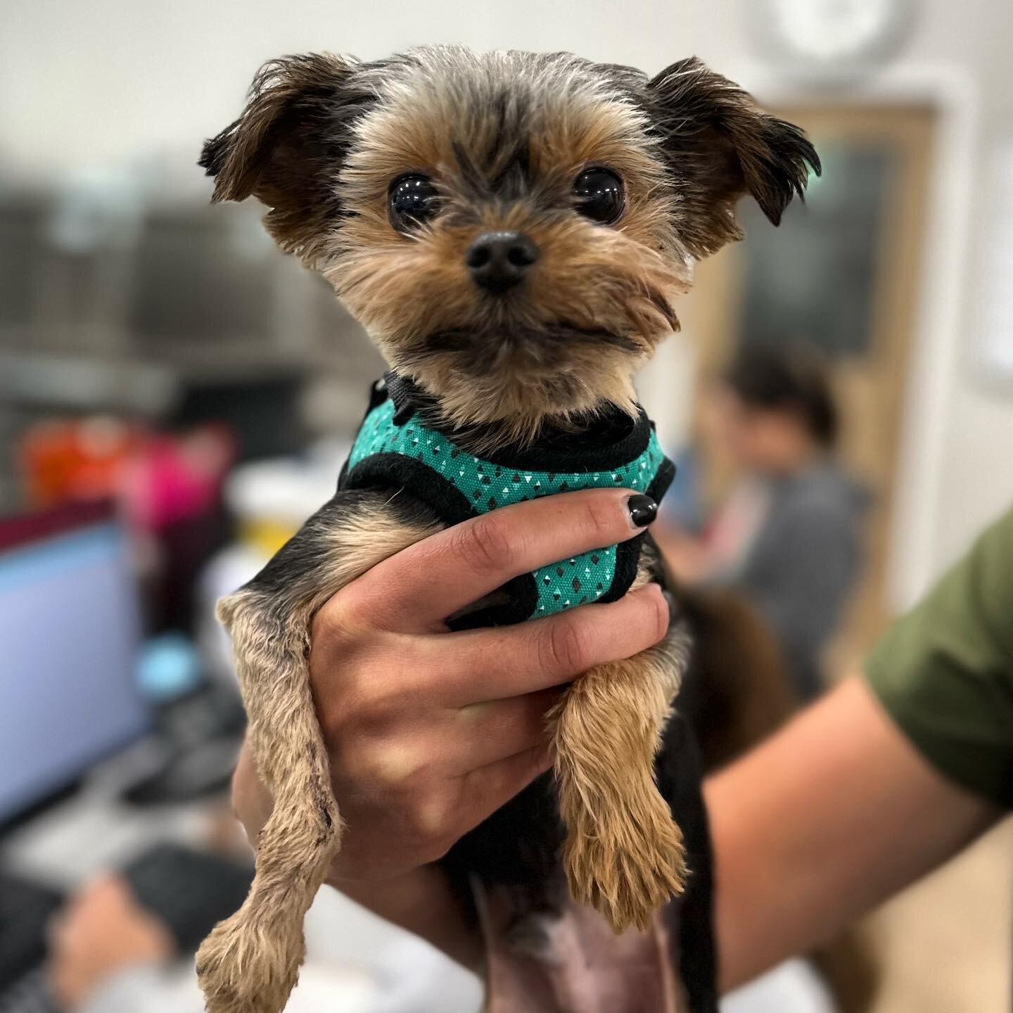 Our sweetest little guy is officially cleared to resume normal activity. 🩵 We will miss seeing you, Biscotti!! 

#hanovervets #rva #rvapets #rvadogs #acvs #vetmed #vetlife #unicornclinic #dogsofinstagram #vetsurginfo #surgery #veterinary #tinydog #t