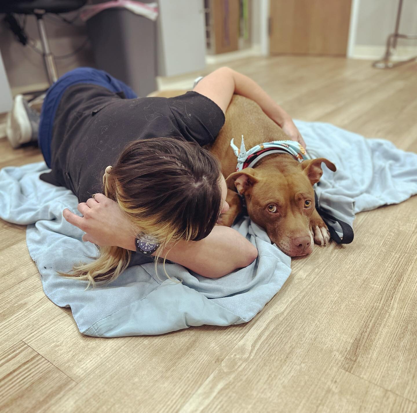 Copper enjoyed snuggles with Mairead while he waited for his momma to pick him up! 🩵 

#hanovervets #rva #rvapets #rvadogs #acvs #vetmed #vetlife #unicornclinic #dogsofinstagram #vetsurginfo #surgery #veterinary #tplo #tplorecovery #pitbullsofinstag