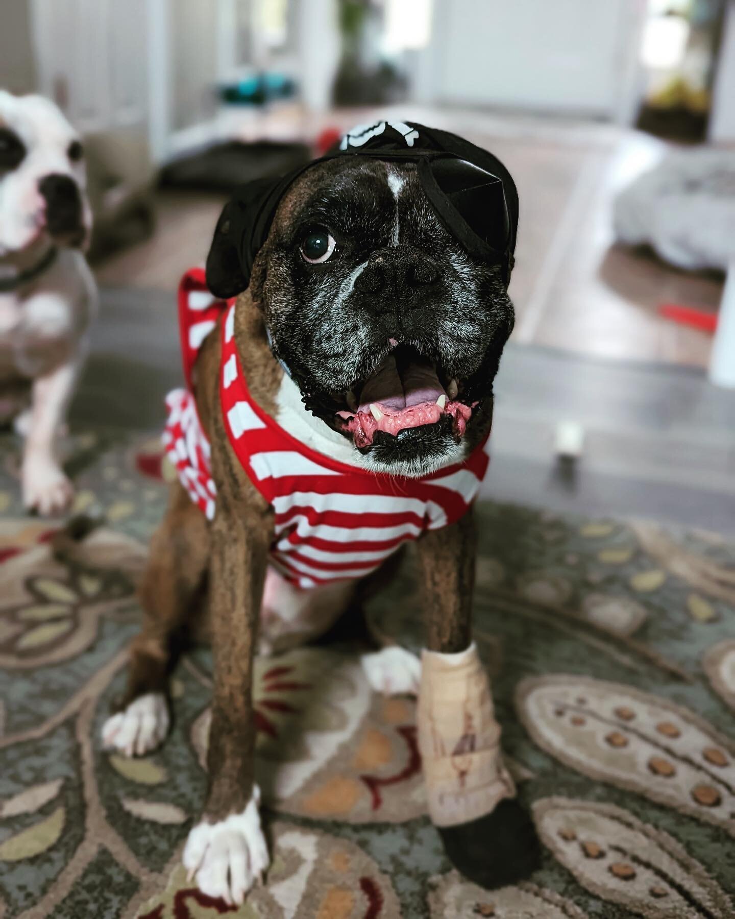 Toby&rsquo;s parents are making the best of his bandages! 

Introducing&hellip; Toby The Peg Leg Pirate!! 🏴&zwj;☠️🐾

#hanovervets #rva #rvapets #rvadogs #acvs #vetmed #vetlife #unicornclinic #dogsofinstagram #vetsurginfo #surgery #veterinary #pirat