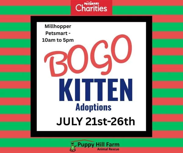 BOGO Kitten Adoptions