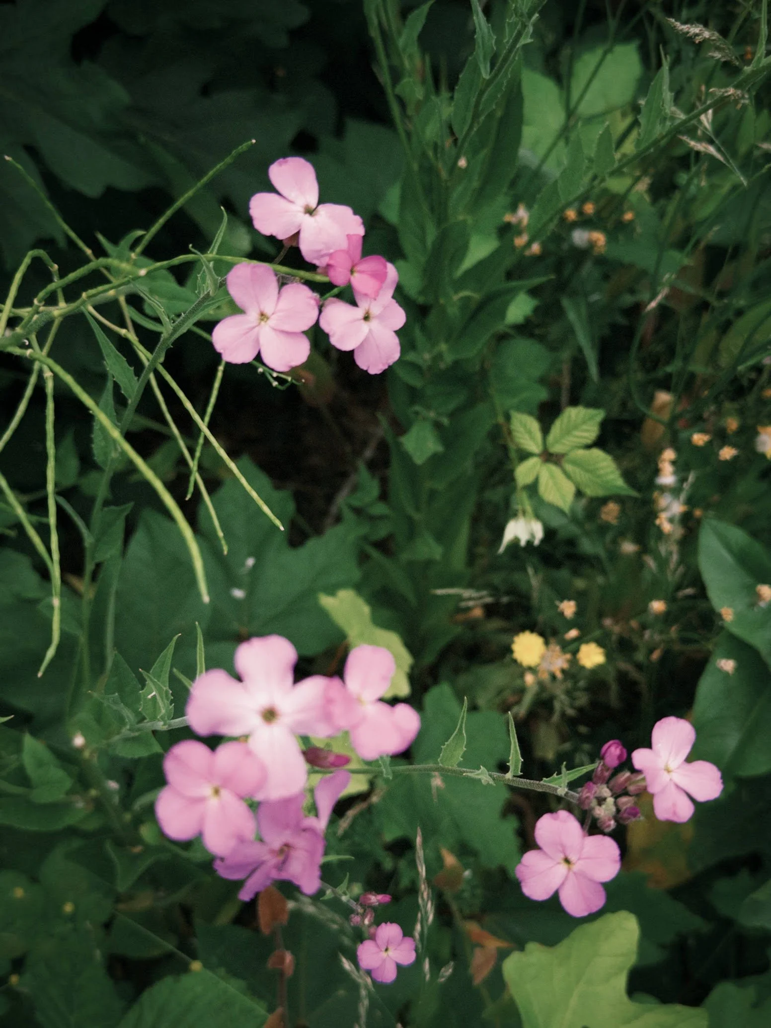 fxn 2025-06-17 113511.690.jpg