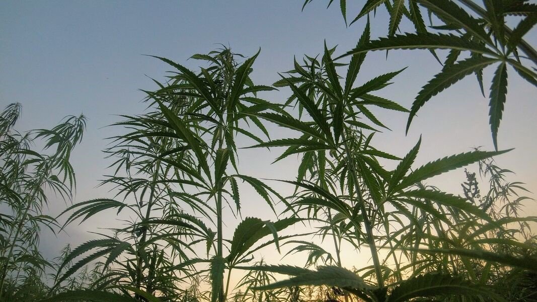 Marijuana is Not Harmless