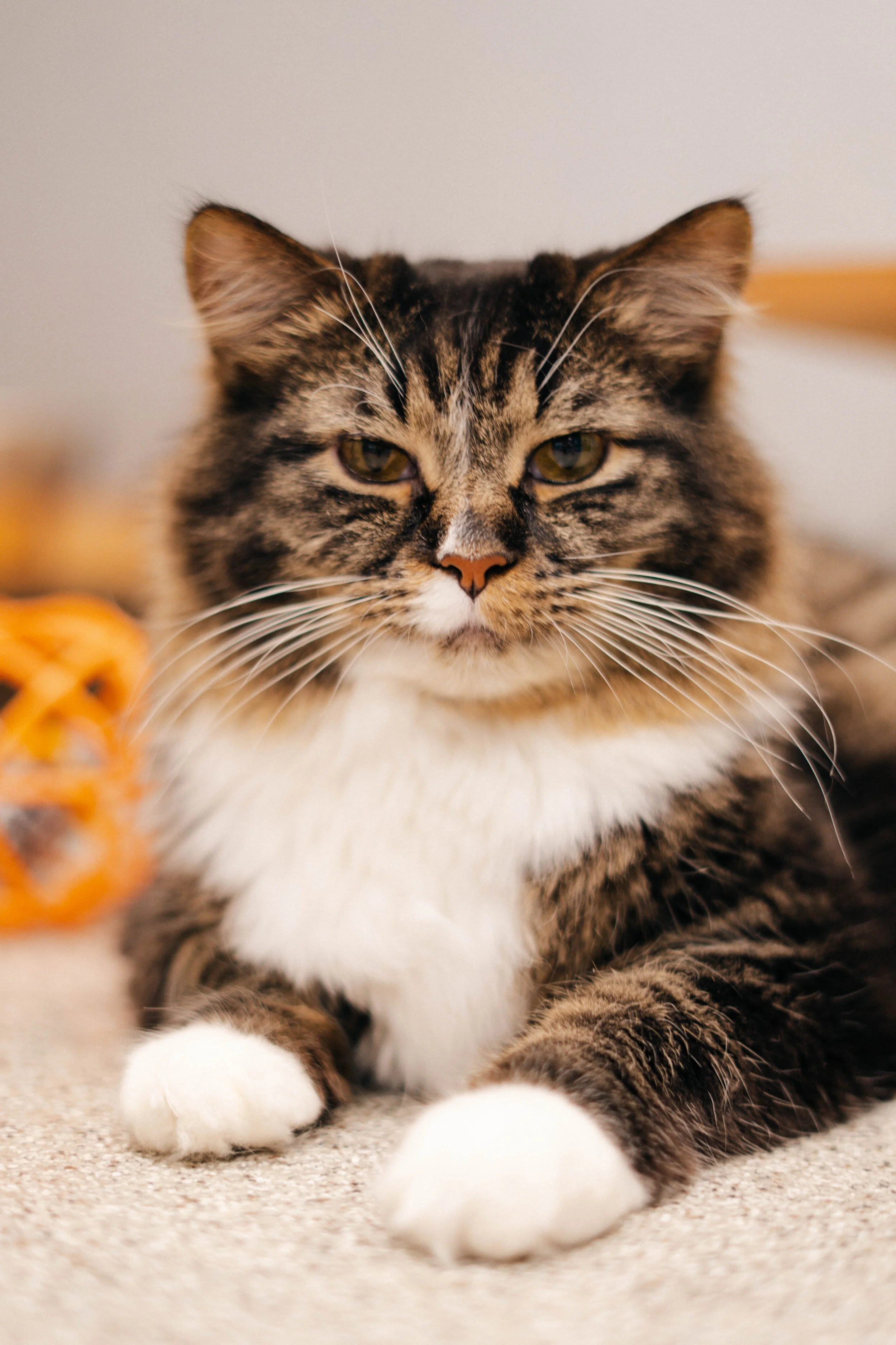 naper-humane-23.jpg