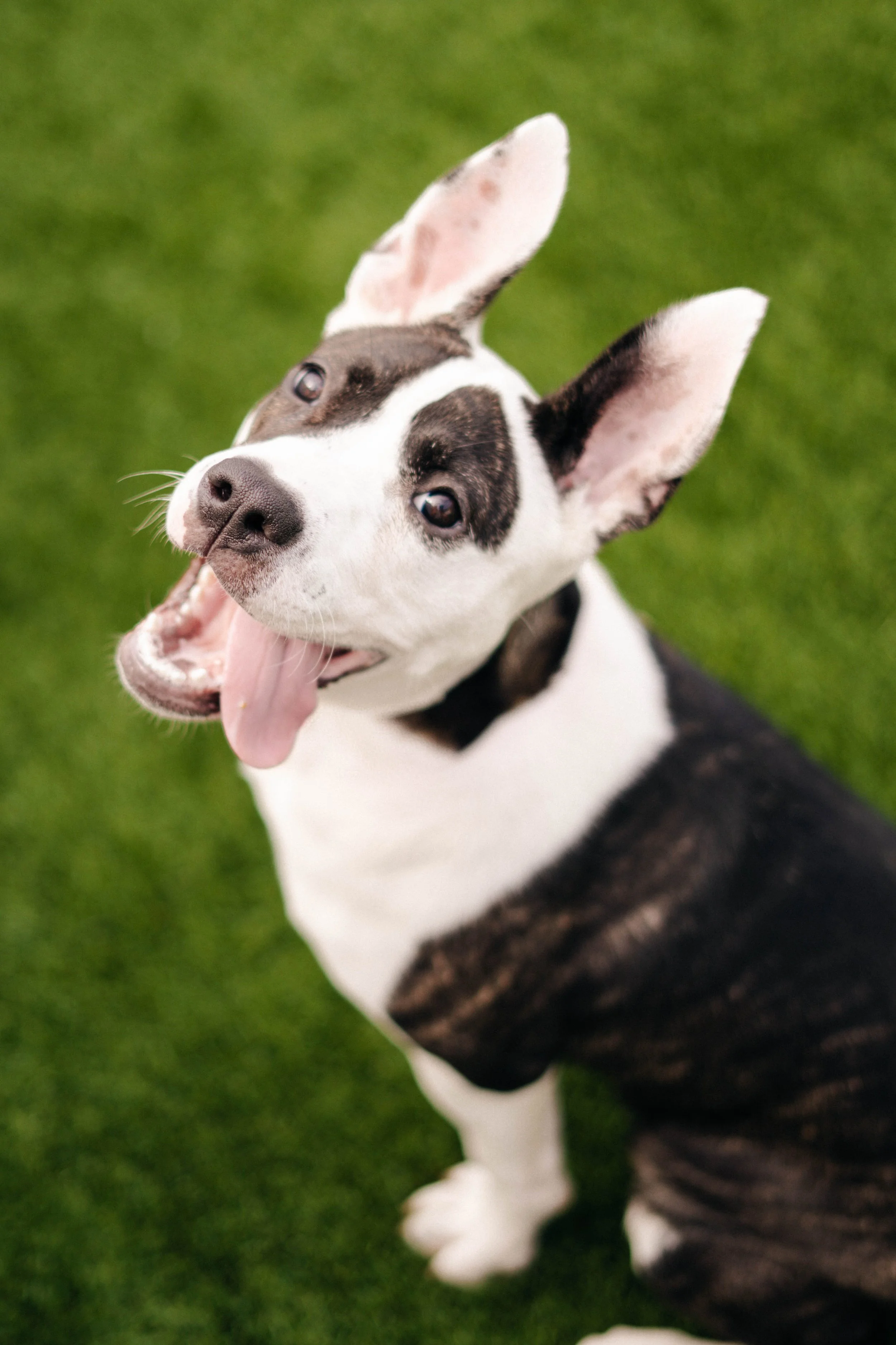 naper-humane-3.jpg