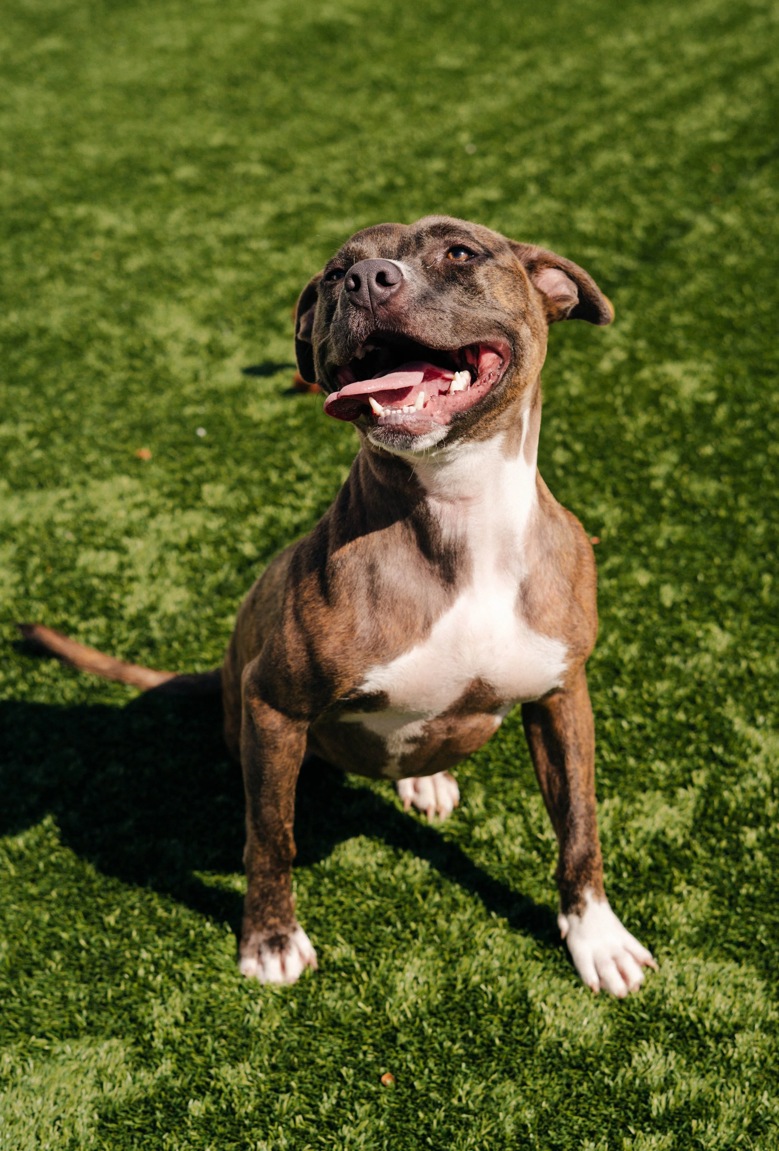 naper-humane-10.jpg