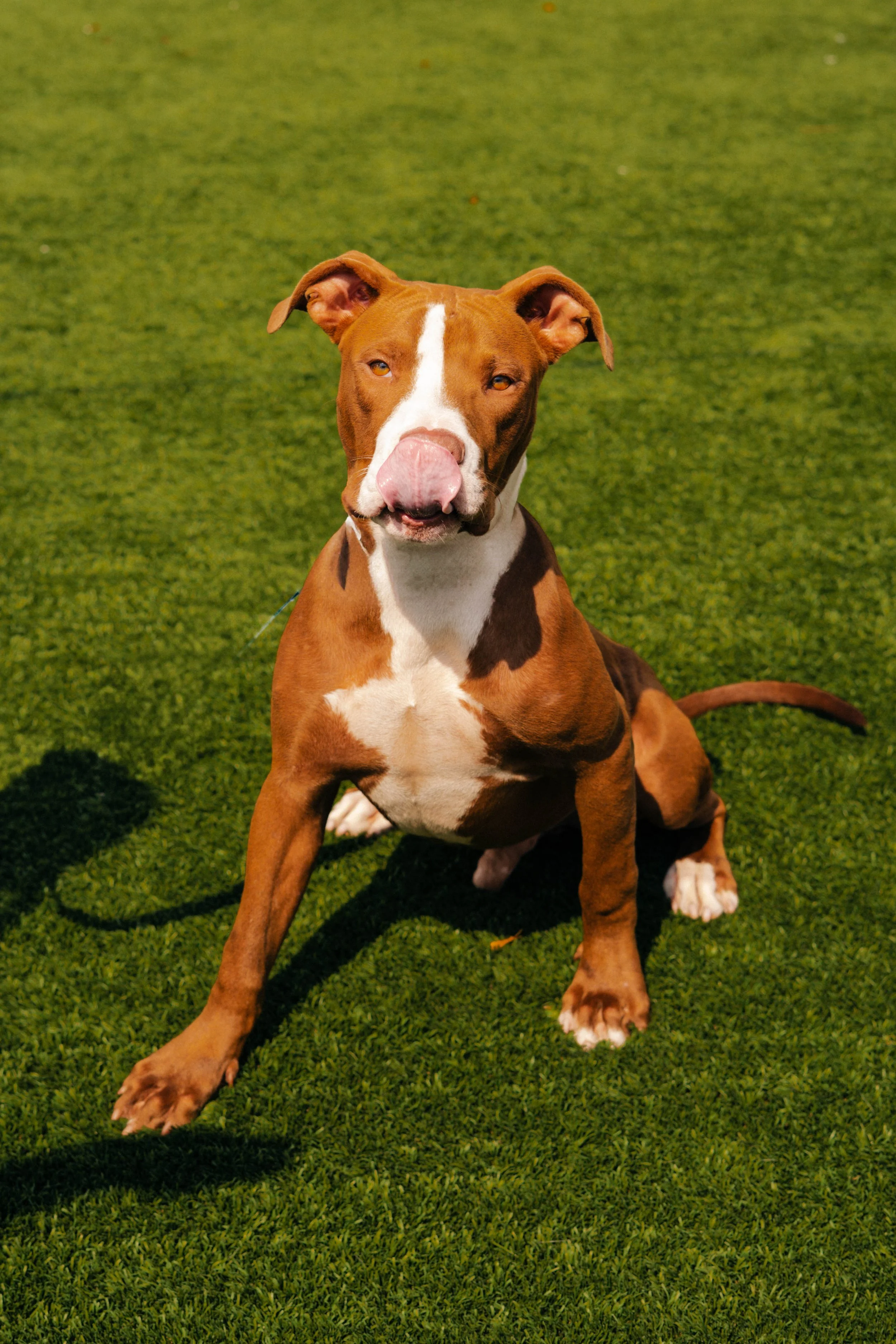 naper-humane-12.jpg
