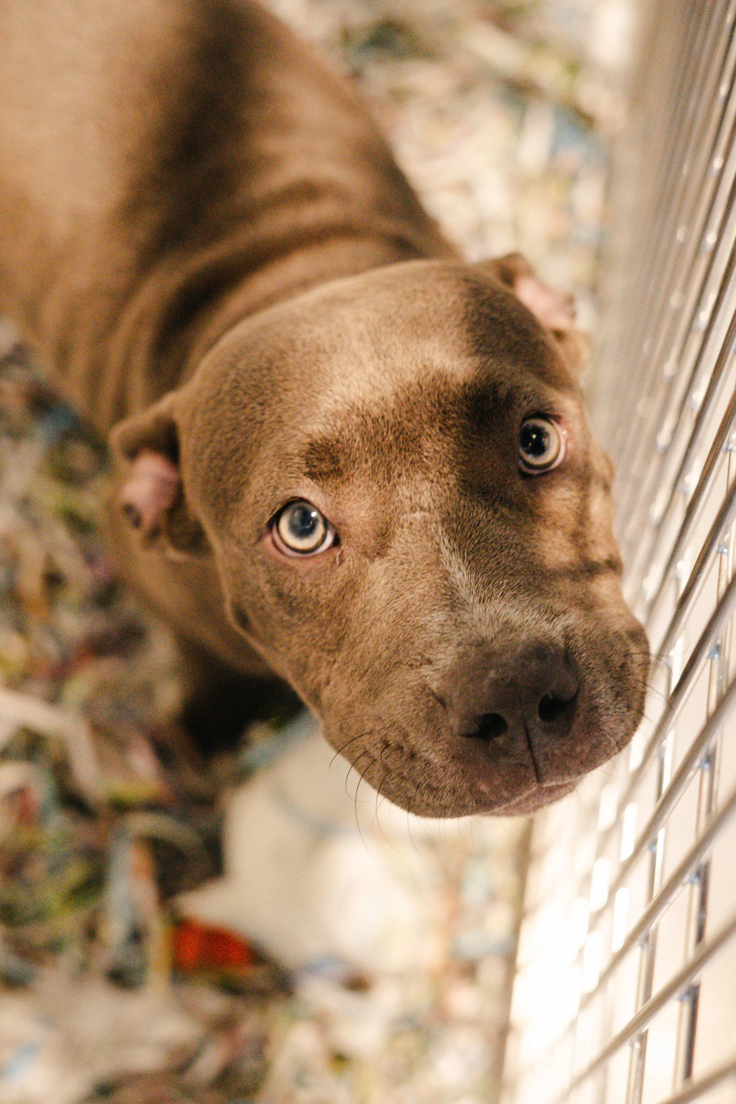 humane-society-tampa-21.jpg