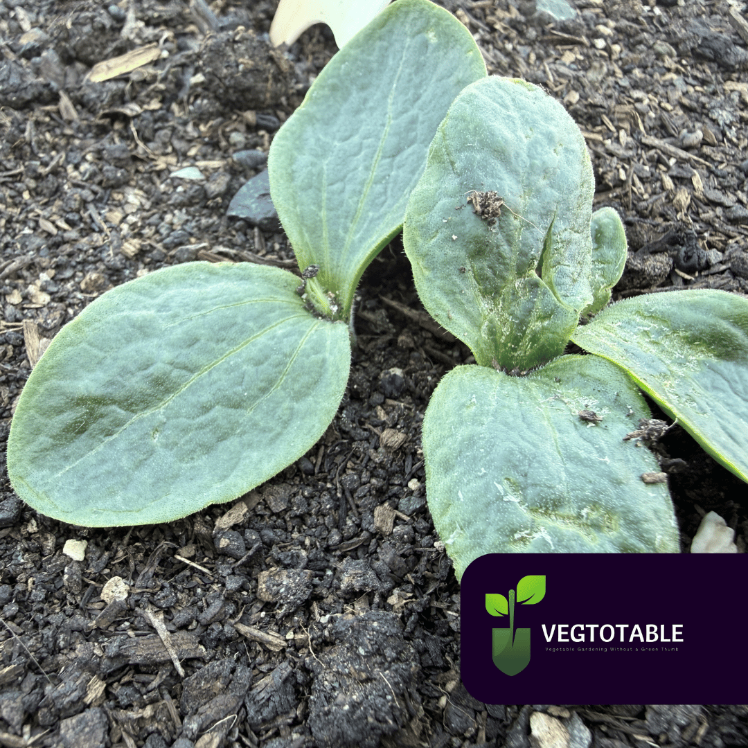 Zucchini Germination
