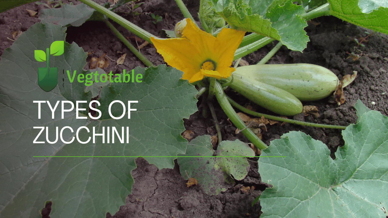 Types of Zucchini