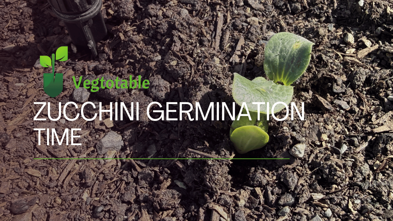 Zucchini Germination