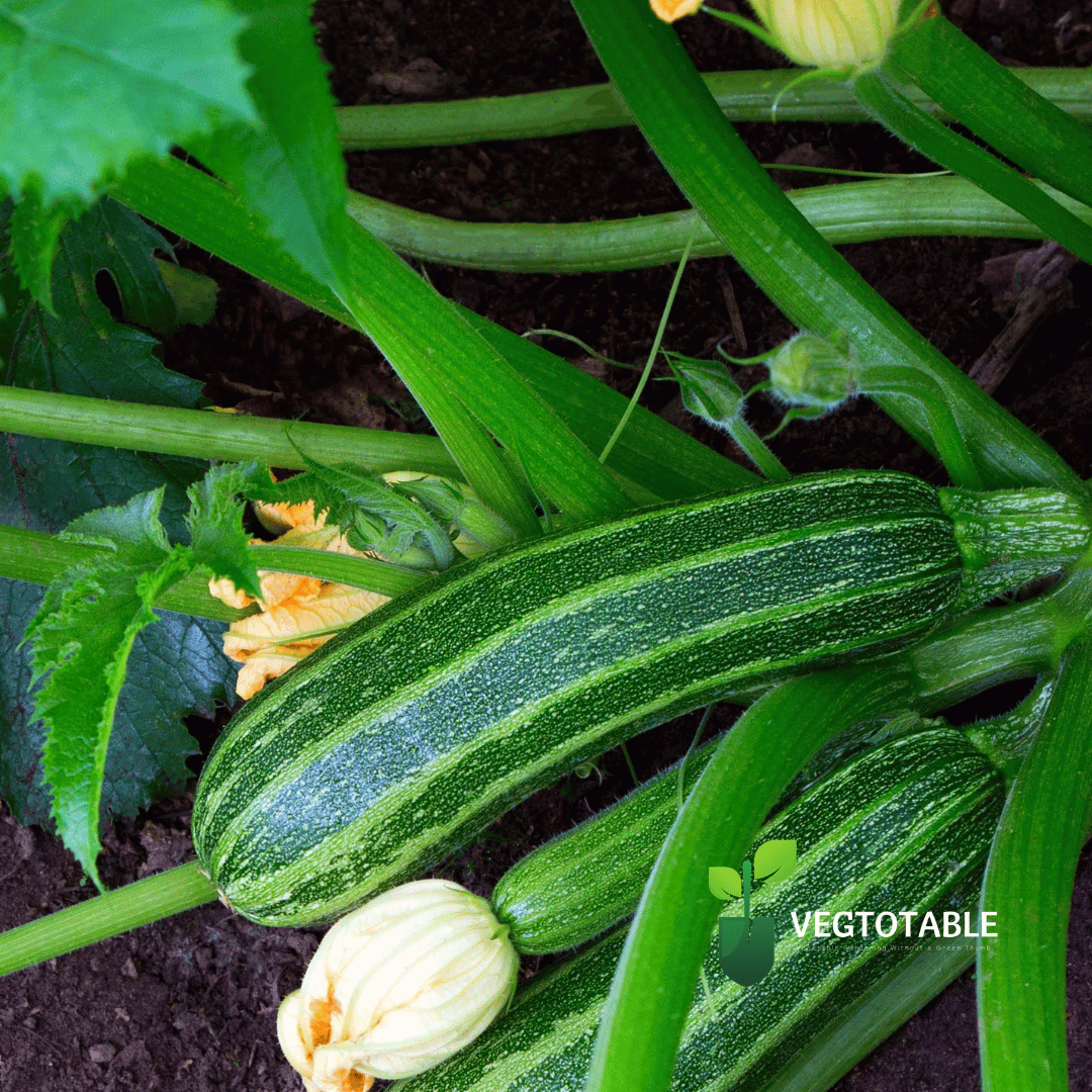 Cocozelle Zucchini