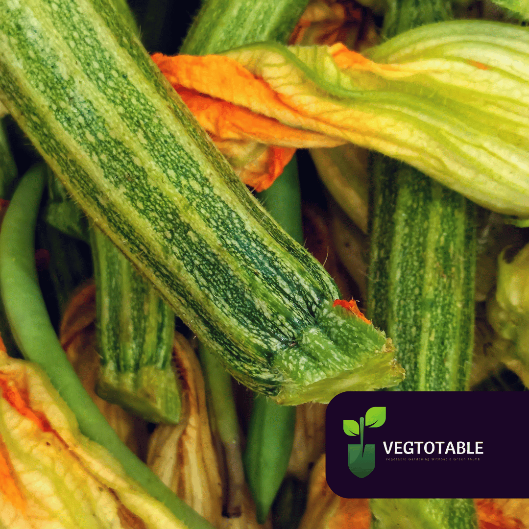 Costata Romanesca Zucchini