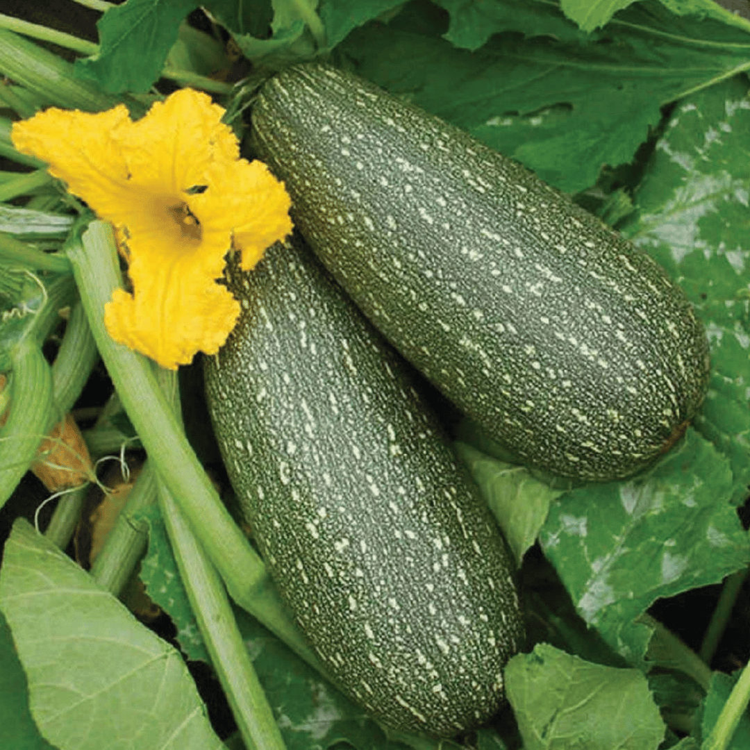 Grey Zucchini