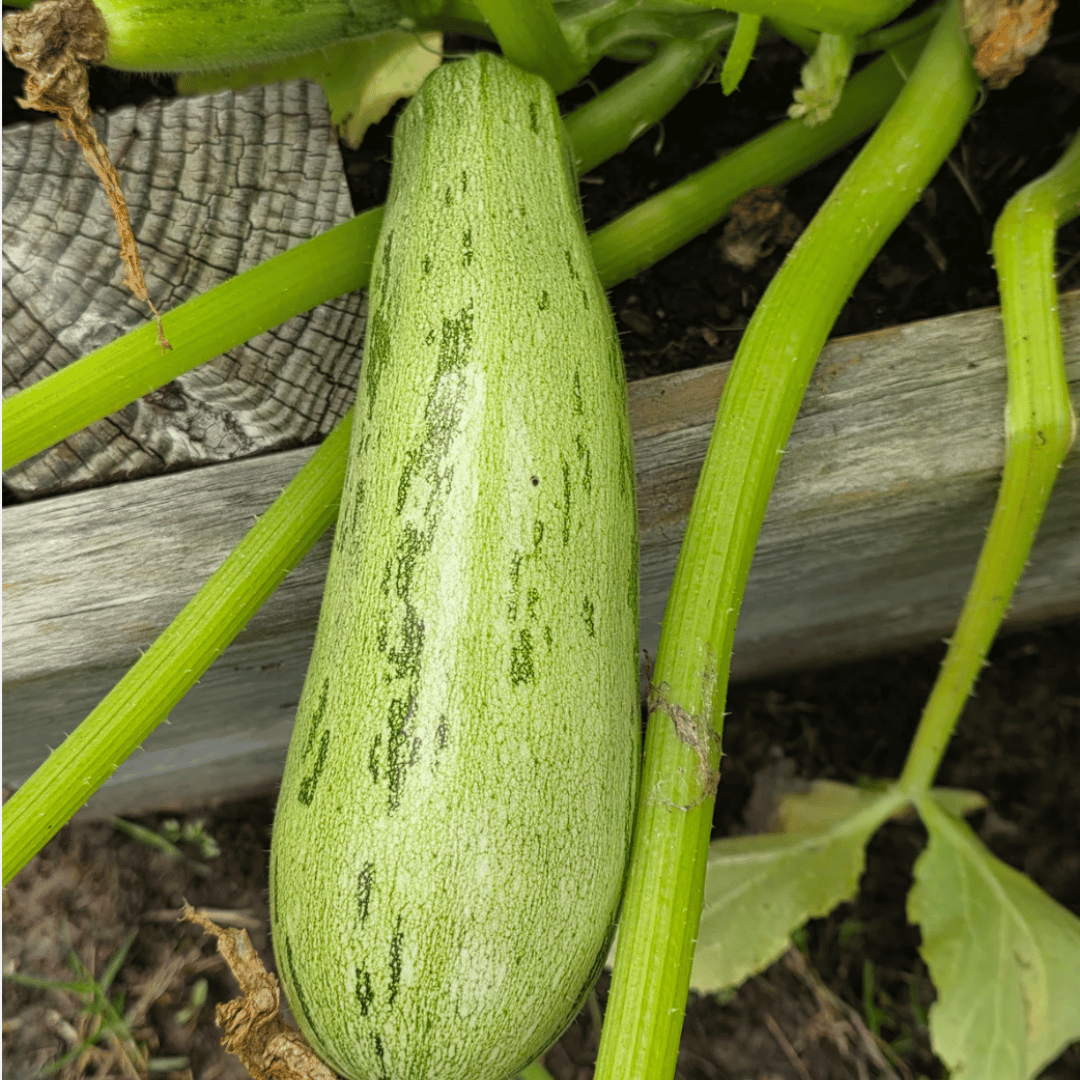 Caserta Zucchini