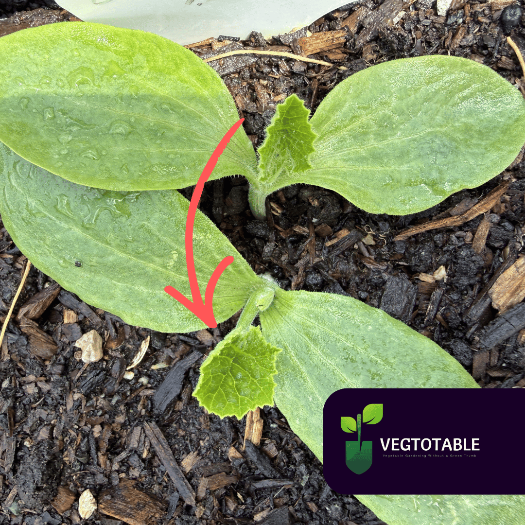 Zucchini First True Leaves
