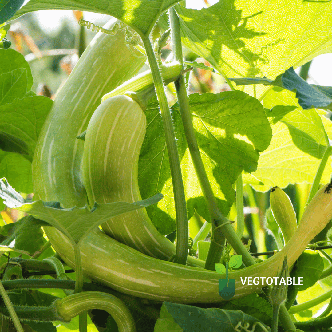 Tromboncino Zucchini
