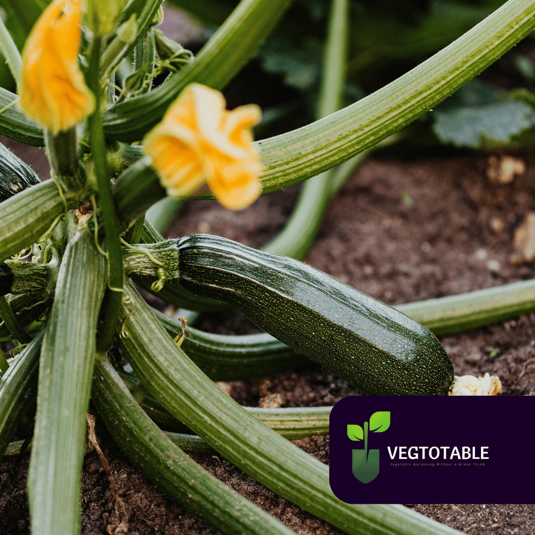 Black Beauty Zucchini