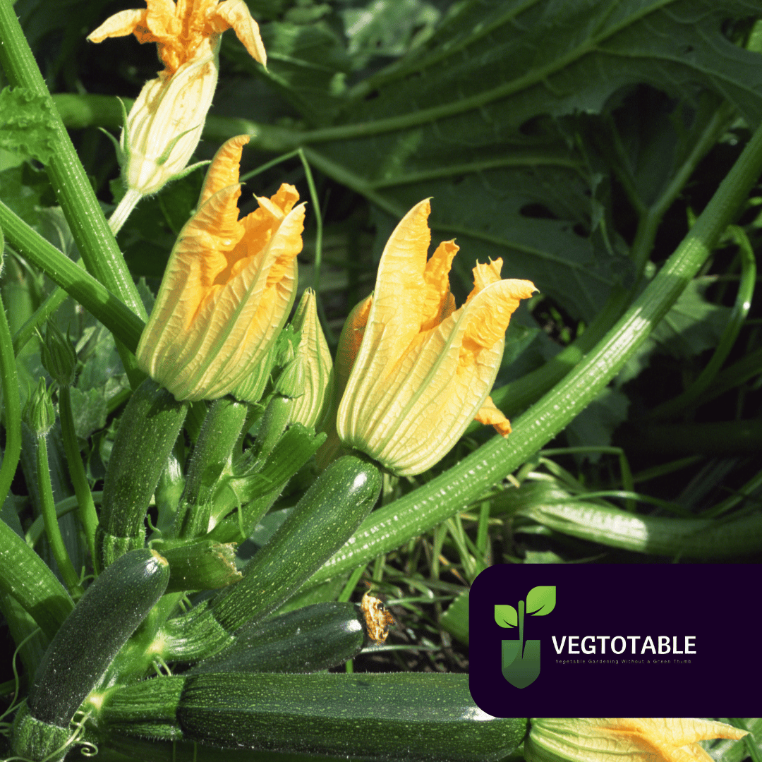 Green Machine Zucchini