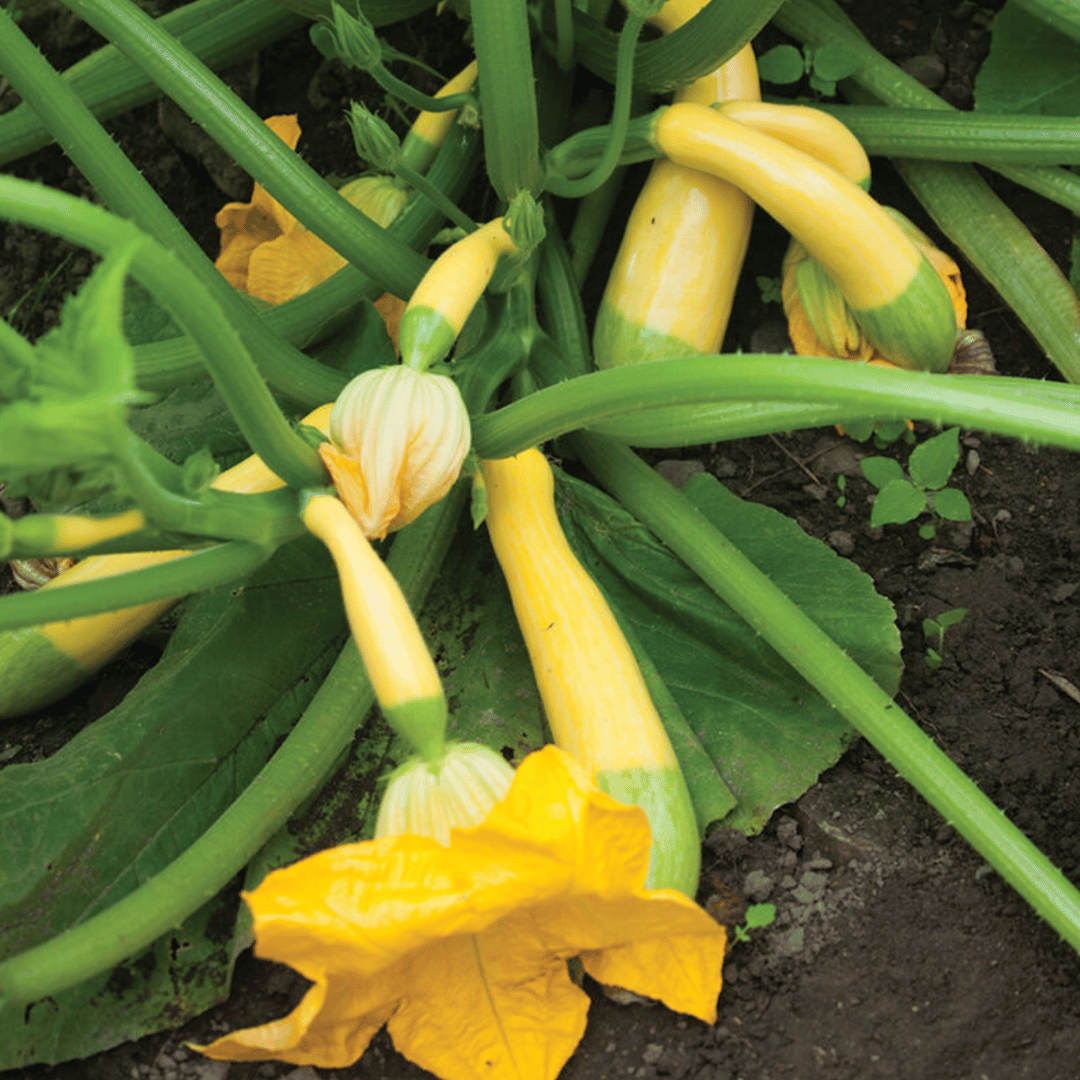 Zephyr Zucchini