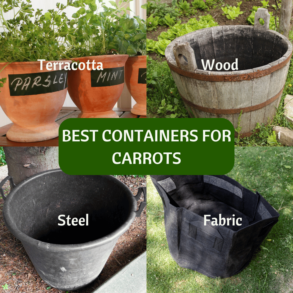 Planting Carrots in Containers [With Minimal Effort] — Vegtotable
