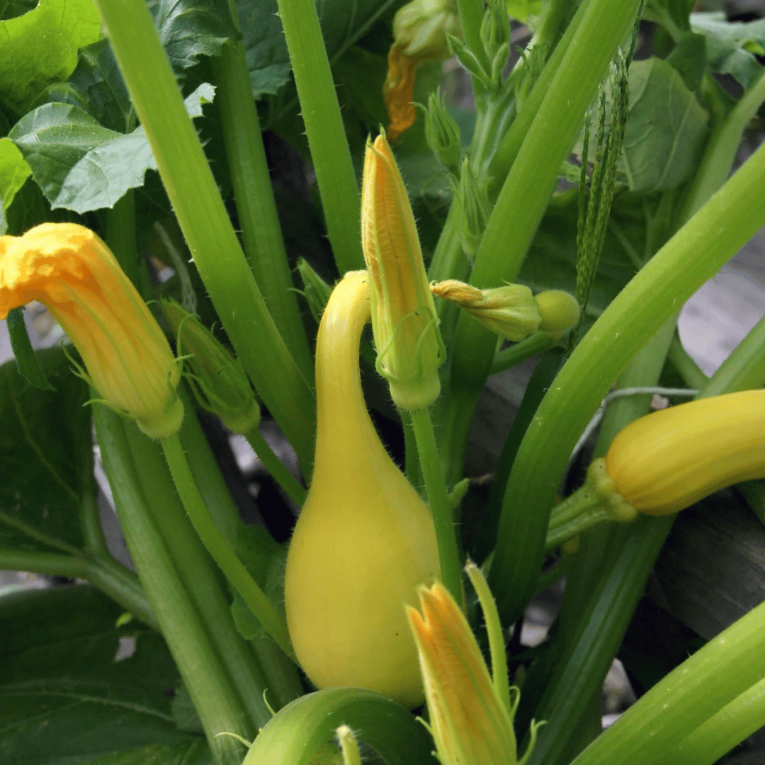 Gold Rush Zucchini