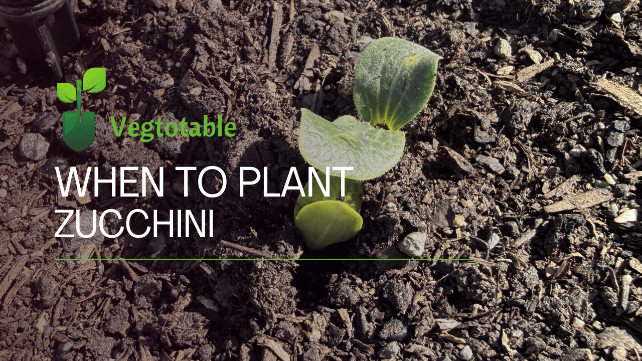 When to Plant Zucchini