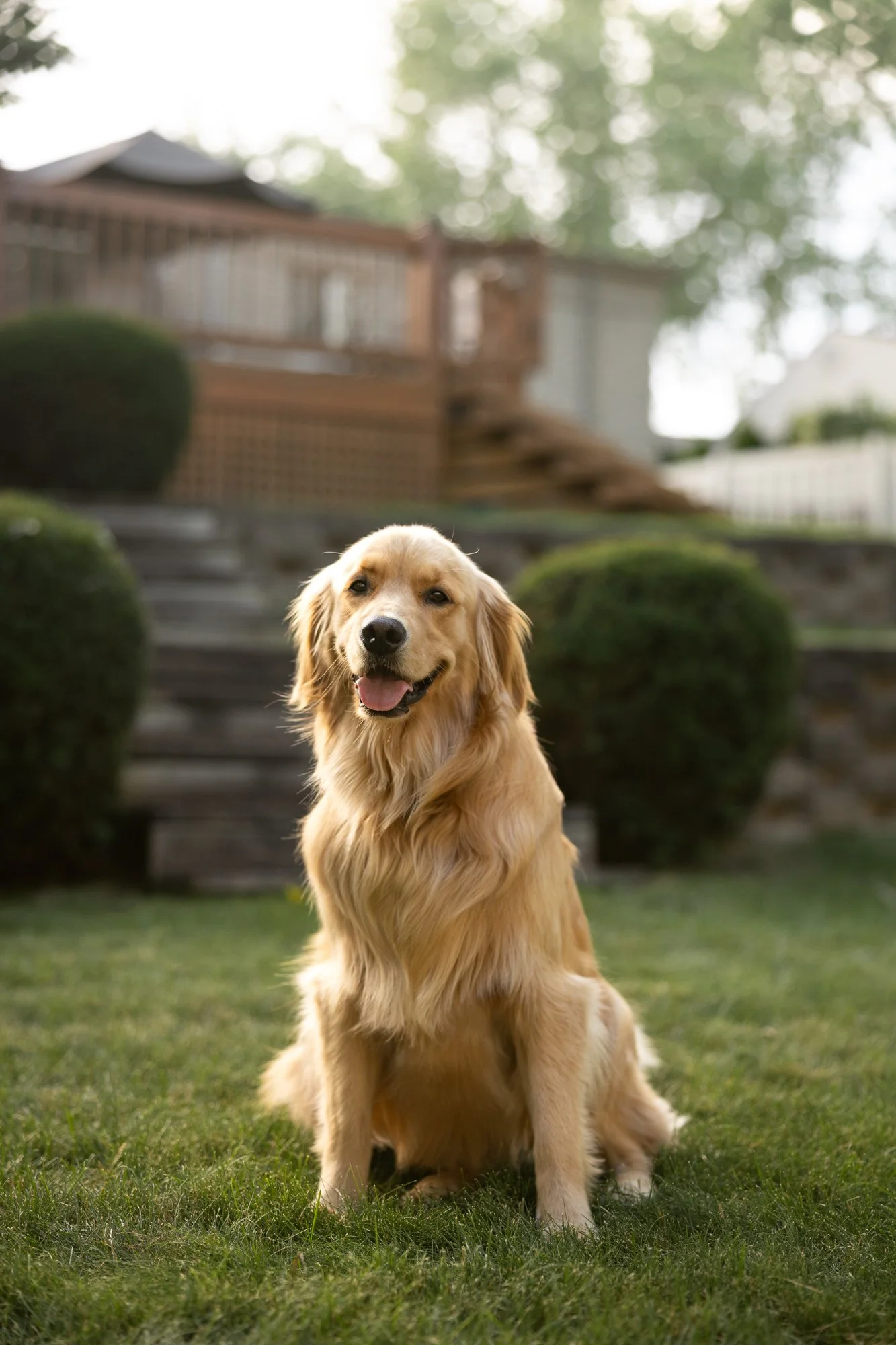 Michigan Dog Photographer_P5A1856.jpg