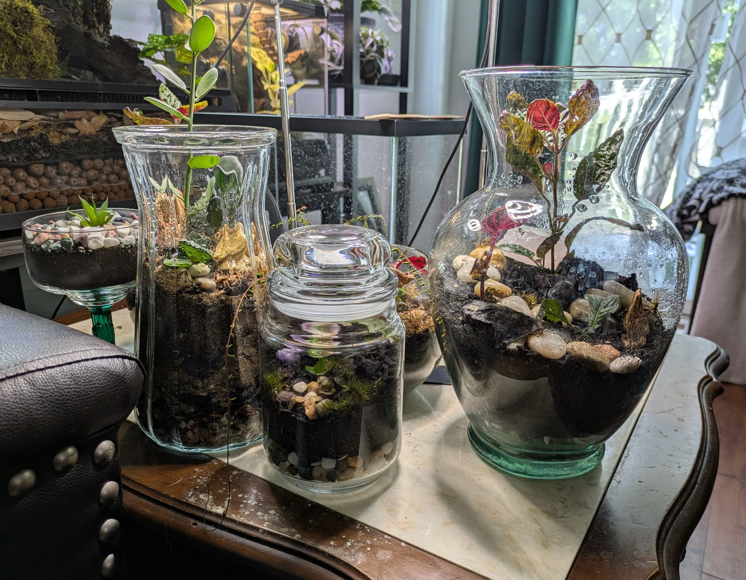 Terrarium Basics