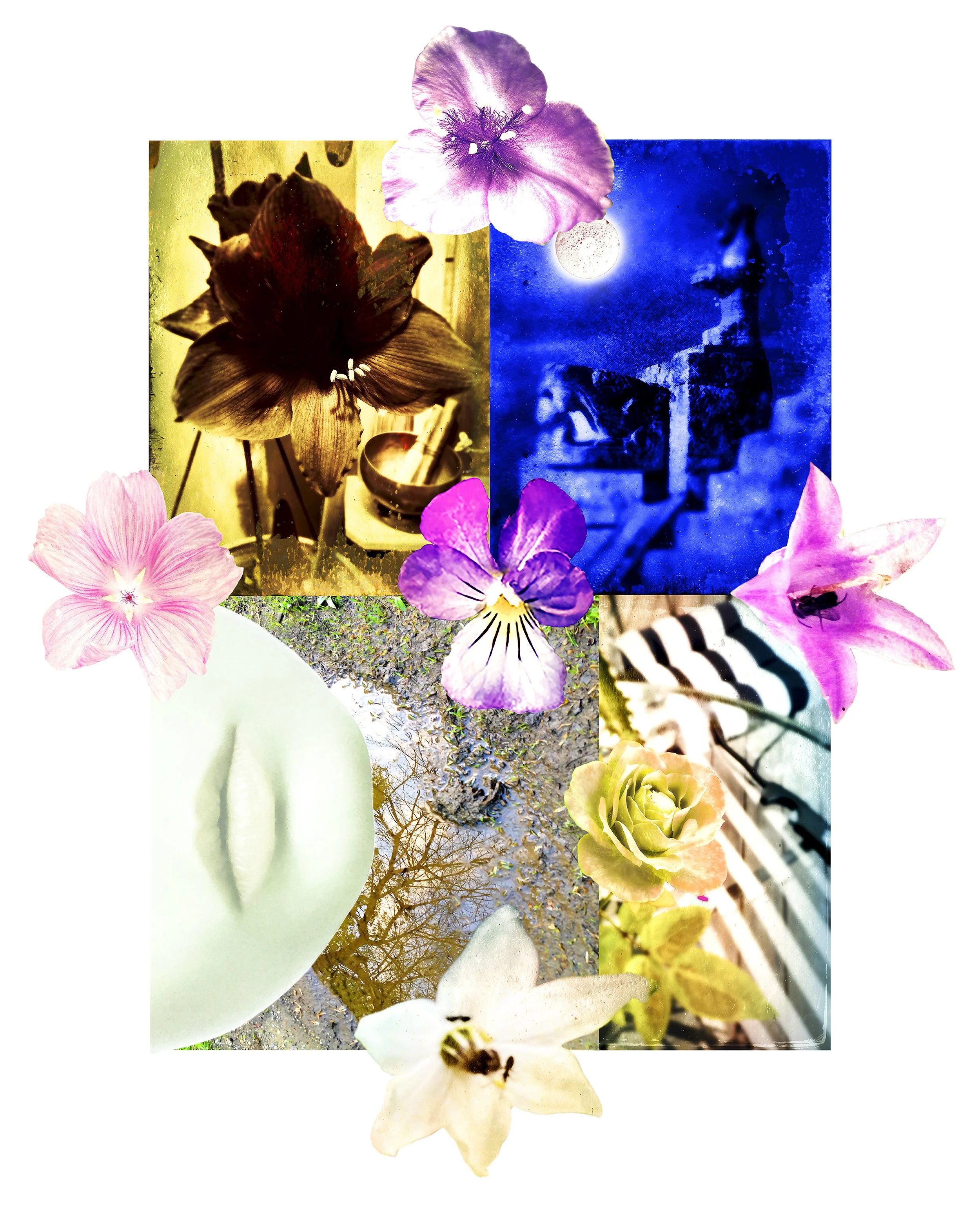 Gardens - Botanical forms I live with