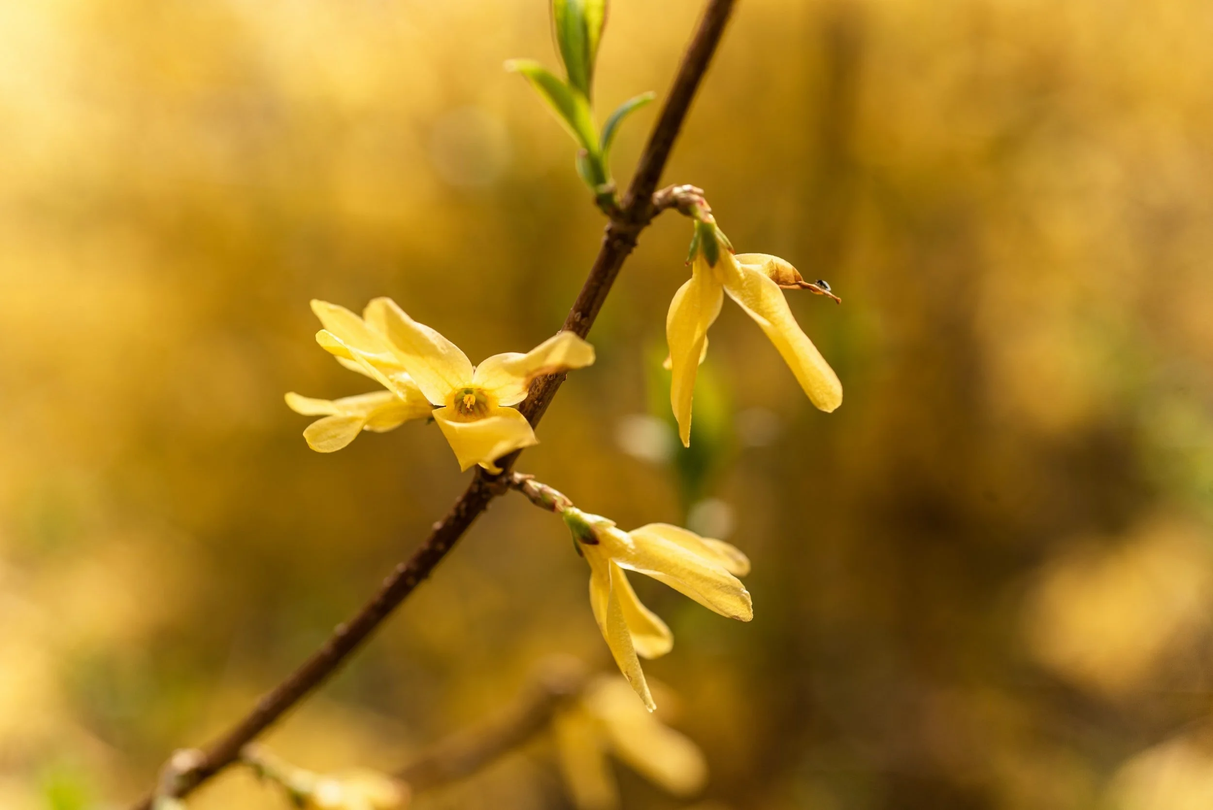 The forsythia’s are ALMOST blooming (and why I get all excited about that).