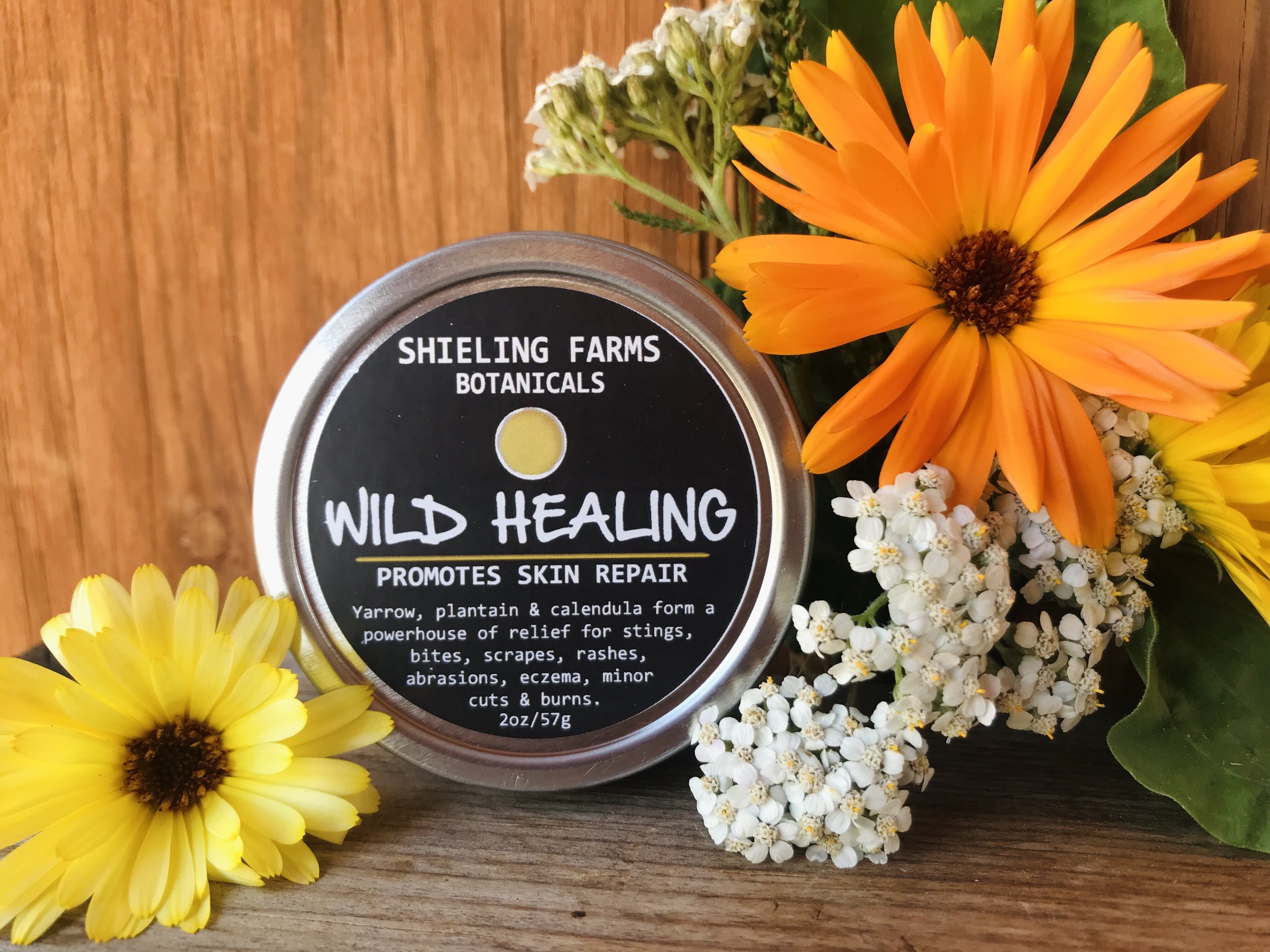 Wild Healing Salve.jpg