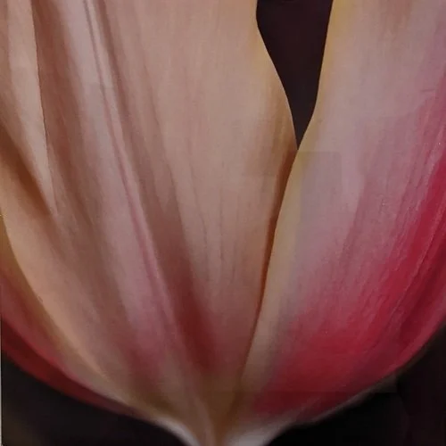 Aniko Kiezel
"Magnolia B"
Photography
10” x 10”
$200.00