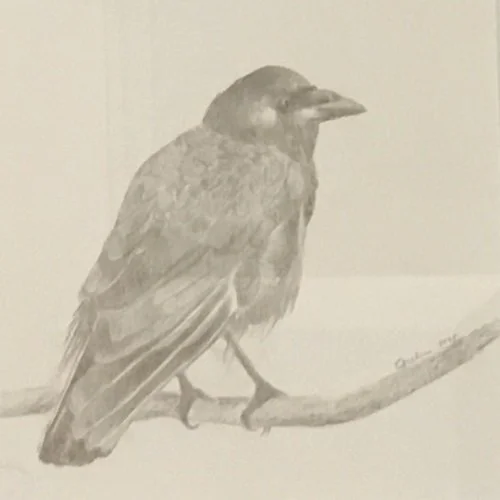 Mary Czechan Coldren
"Bird"
Silverpoint on Paper 
8” x 8”
$850.00