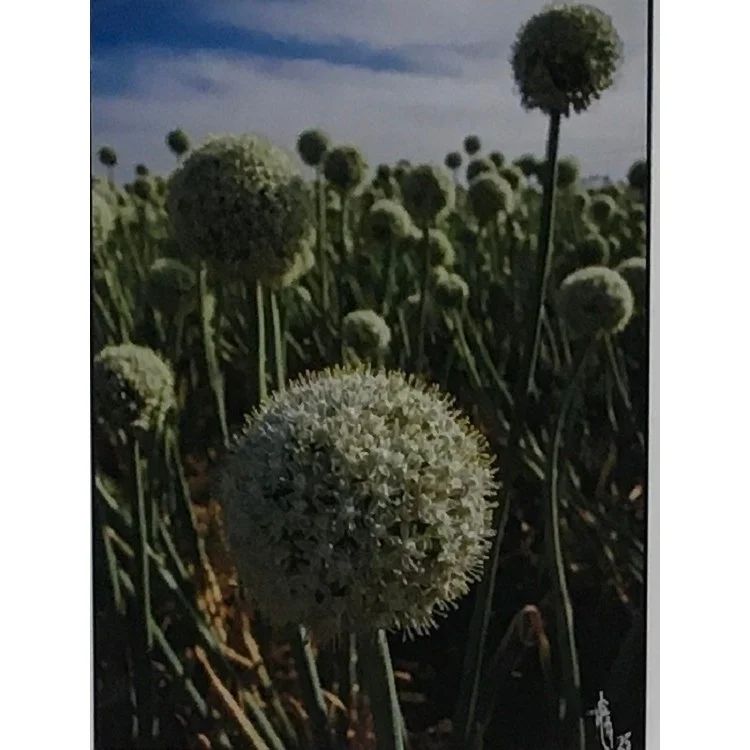 Dimitri Stanich
“Onion Flowers” 
Photography
10" x 8" 
$250