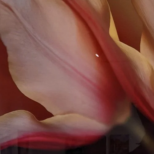 Aniko Kiezel
"Magnolia A"
Photography
10” x 10”
$200.00