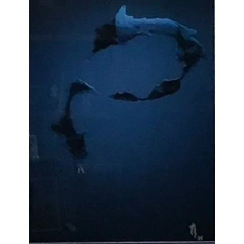 Dimitri Stanich
“Water Dragon” 
Photography
10" x 8" 
$350