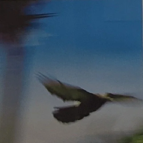 Aniko Kiezel
"Peace"
Photography
8” x 8”
$200.00