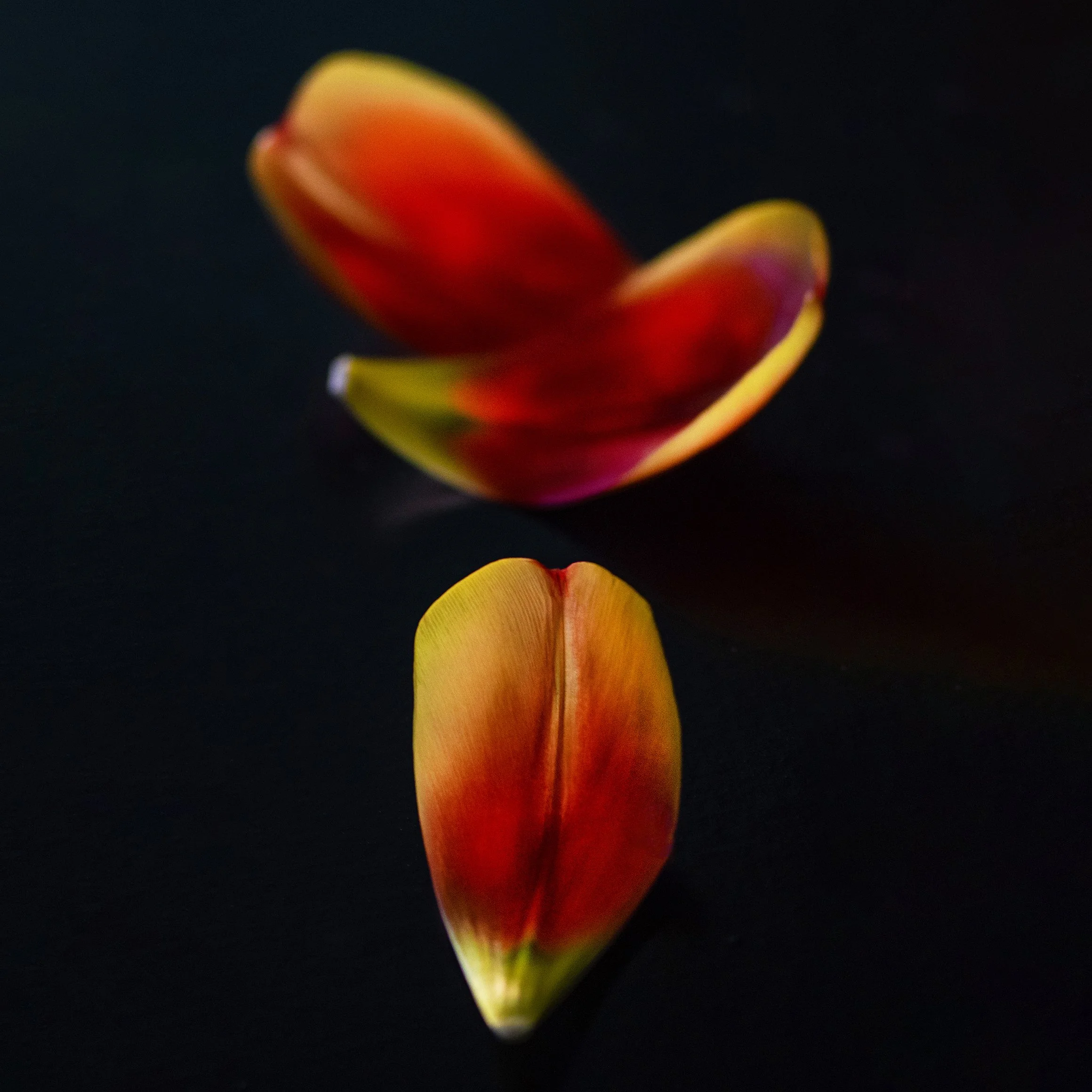 Aniko Kiezel
"Three Petals"
Photography
8” x 8”
$200.00