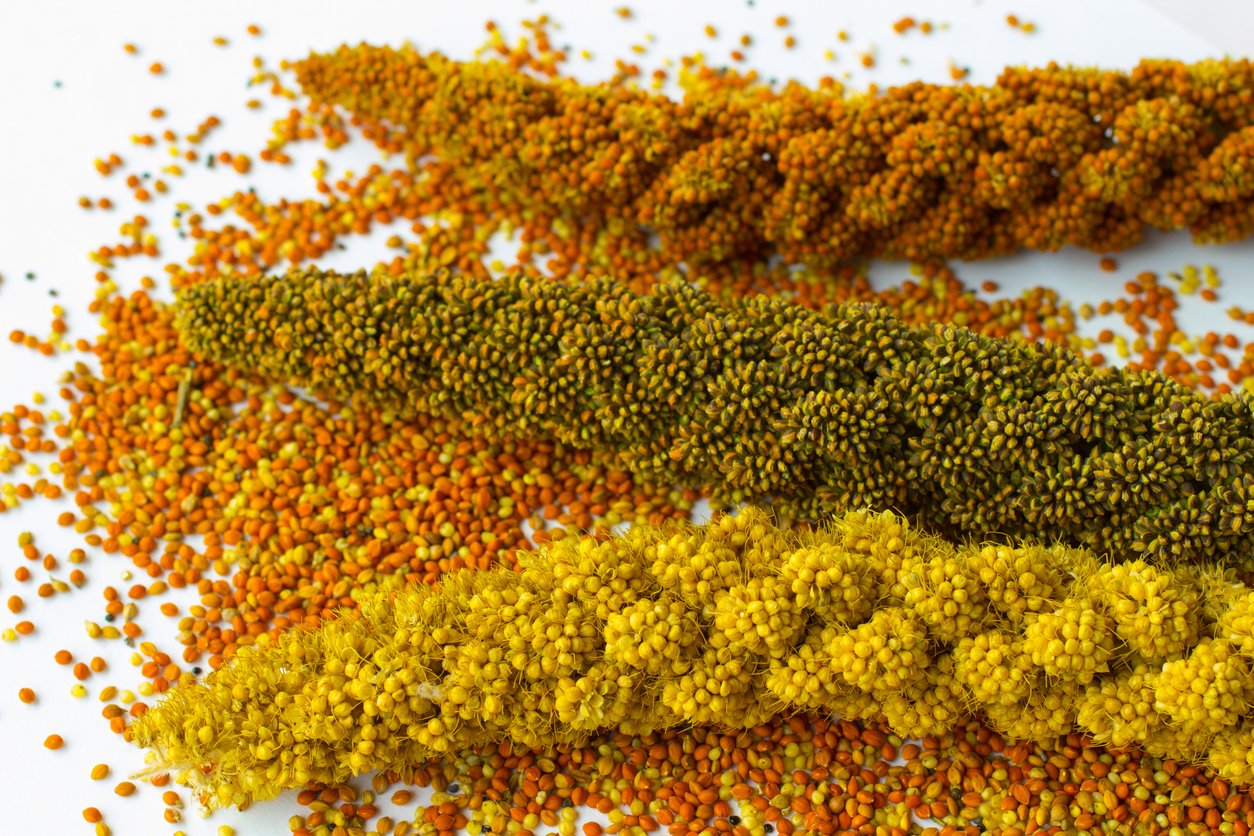 What are millets? Millets are a group of small-seeded grasses