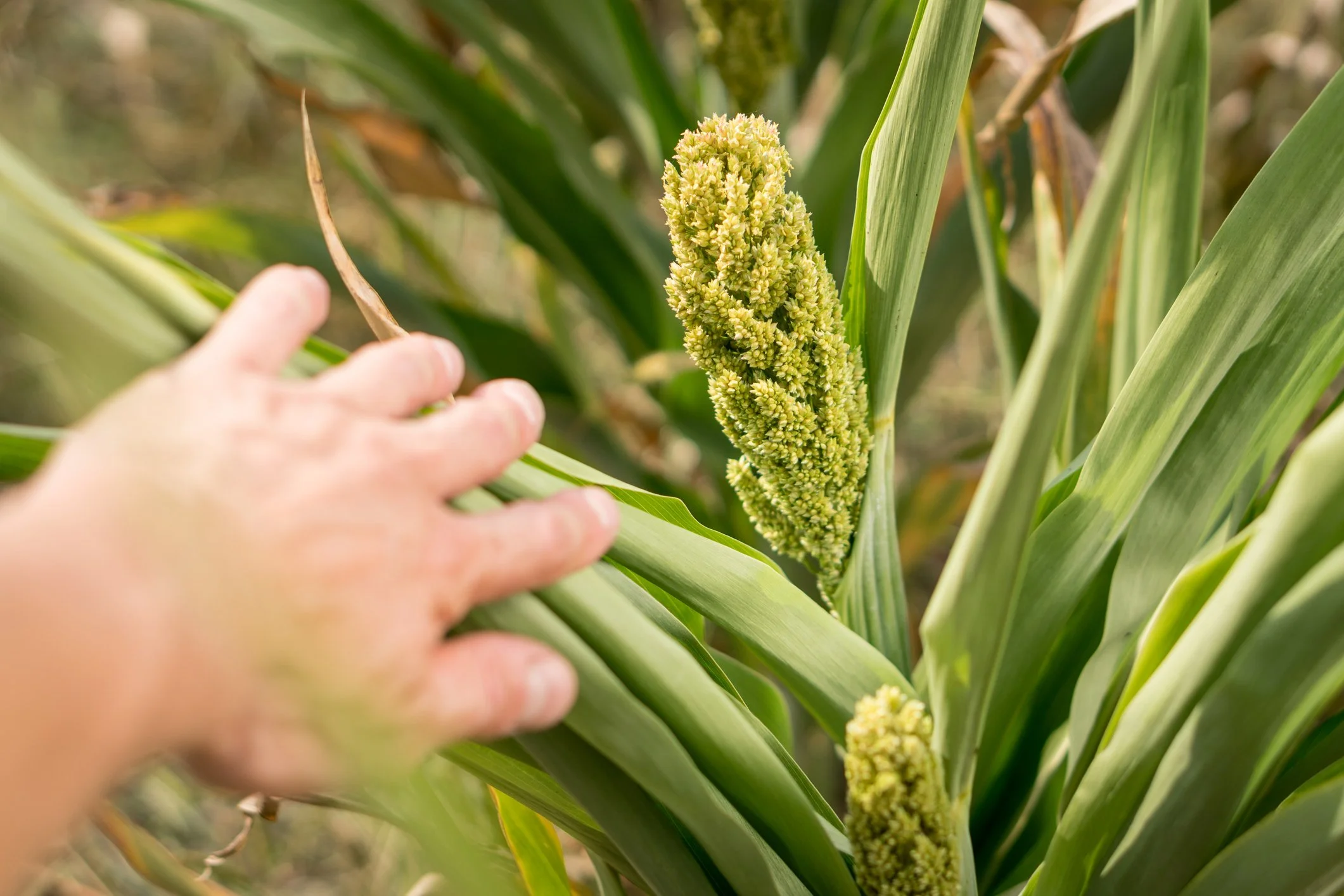 Fig 1: Sorghum growing in a field.