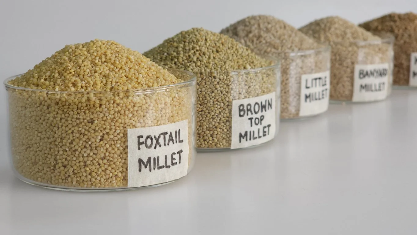 The minor millets include foxtail millet (thinai), little millet (samai), kodo millet (kodra), barnyard millet (kuthiravalli), browntop millet (korale), and proso millet (cheena)