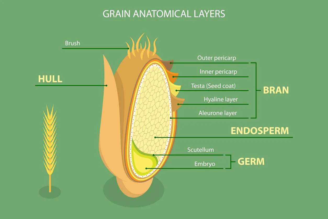 Structure of a millet grain: Explore the difference between husked and naked millets