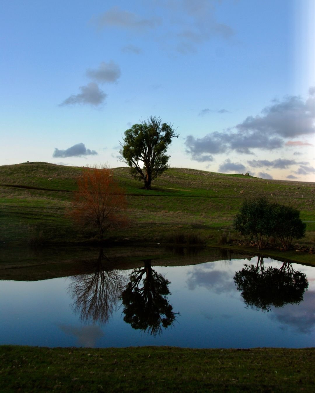 Dalmore Farm isn't just a wedding venue, its also a working farm.

From heirloom pear orchards to winding creek lines, century-old trees, and rustic buildings, every corner of the property is cared for each day. 🌾 

It&rsquo;s the energy of this liv