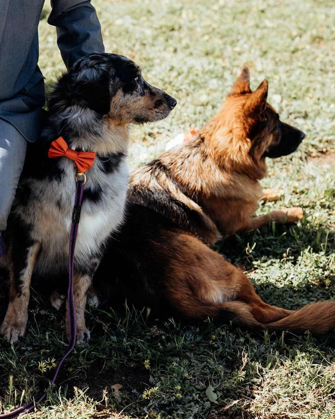 Milo + Sasha were the cutest guests at Shannyn + Liam&rsquo;s day, and they even got dressed up for the occasion!

Planning to include your pets? We understand that they're family too, so we can't imagine it without them 💛 

Photography by @victoria
