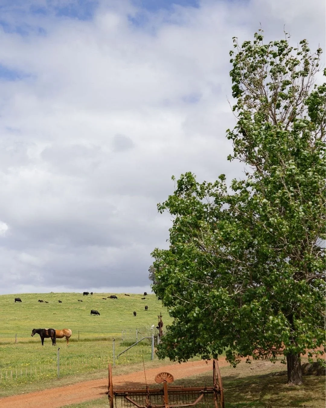 Swipe to meet Ellie! She's one of the gentle souls who lives at Dalmore Farm. 

Horses have been part of Dalmore&rsquo;s rhythm for generations, once used across the property for mustering, hauling and day-to-day farm work. Today, they&rsquo;re a bel