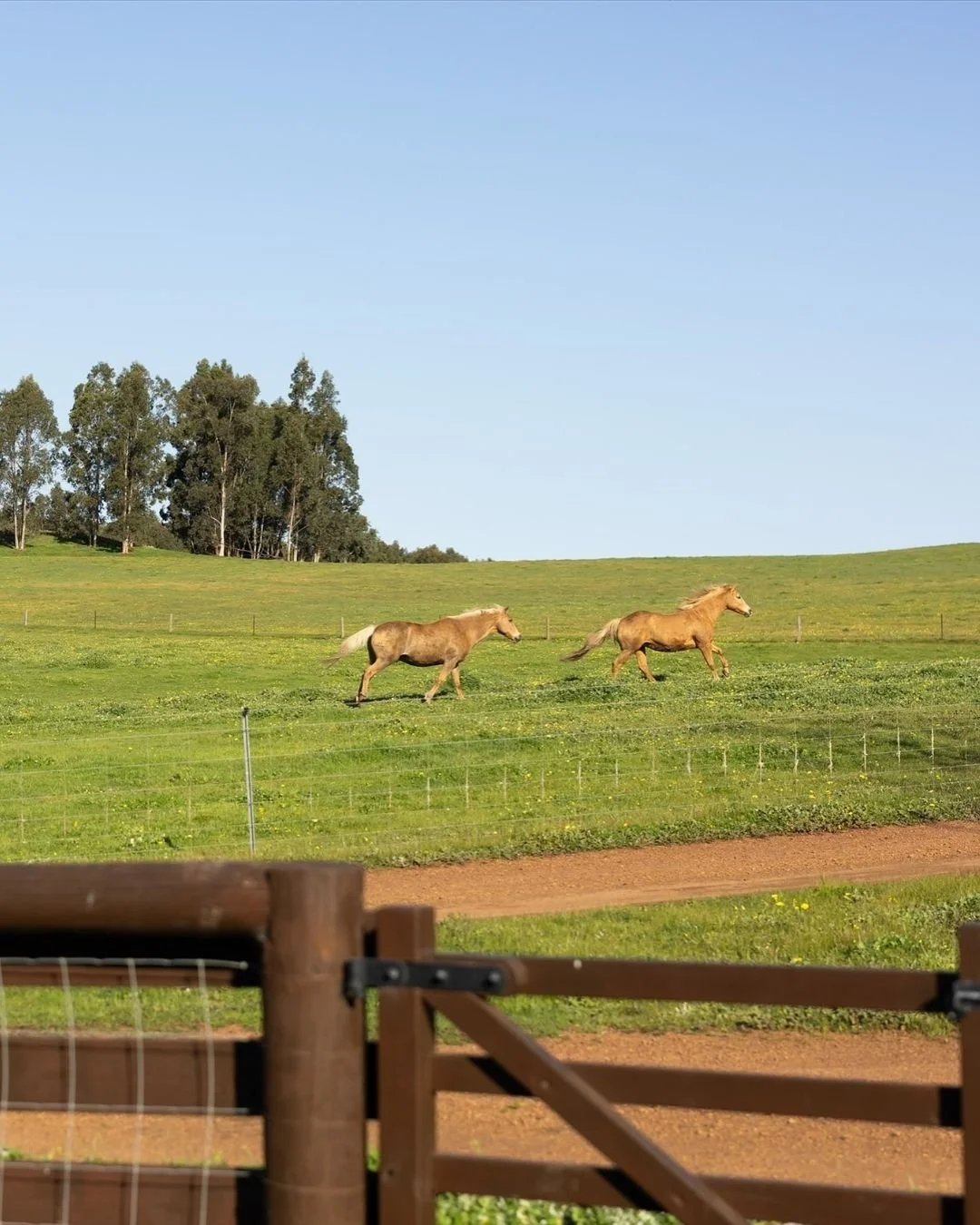 One of the most misunderstood things about Dalmore is that it&rsquo;s still a working farm, especially when everything feels so calm, considered and pristine...

Behind the ceremony backdrops and reception spaces is a property that&rsquo;s been farme